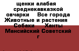 щенки алабая ( среднекавказкой овчарки) - Все города Животные и растения » Собаки   . Ханты-Мансийский,Советский г.